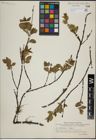 Foto von Salix herbacea L. x Salix lanata L.